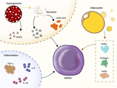 Emerging Roles of Myeloid-Derived Suppressor Cells in Diabetes